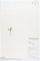 登錄號:BS03471藏品圖，第1張