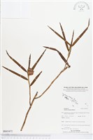 登錄號:BS03472藏品圖，第1張