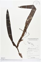 登錄號:BS03473藏品圖，第1張