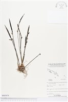 登錄號:BS03474藏品圖，第1張