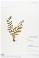 登錄號:BS03475藏品圖，第1張