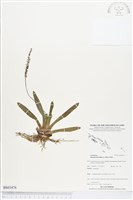 登錄號:BS03476藏品圖，第1張