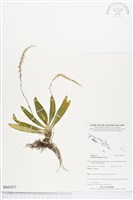 登錄號:BS03477藏品圖，第1張