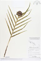 登錄號:BS03478藏品圖，第1張