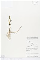 登錄號:BS03480藏品圖，第1張