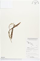 登錄號:BS03481藏品圖，第1張