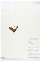 登錄號:BS03482藏品圖，第1張