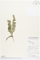 登錄號:BS03483藏品圖，第1張