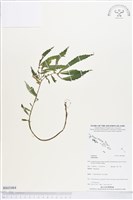 登錄號:BS03484藏品圖，第1張