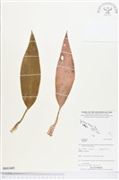 登錄號:BS03485藏品圖，第1張