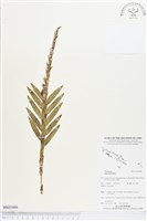 登錄號:BS03486藏品圖，第1張