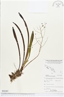 登錄號:BS03487藏品圖，第1張