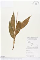 登錄號:BS03488藏品圖，第1張