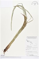 登錄號:BS03492藏品圖，第1張