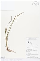 登錄號:BS03493藏品圖，第1張