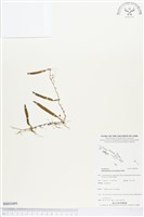 登錄號:BS03495藏品圖，第1張