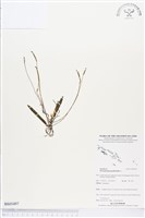 登錄號:BS03497藏品圖，第1張