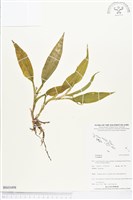 登錄號:BS03498藏品圖，第1張