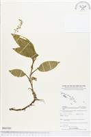 登錄號:BS03501藏品圖，第1張