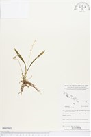 登錄號:BS03502藏品圖，第1張