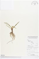 登錄號:BS03503藏品圖，第1張