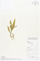 登錄號:BS03504藏品圖，第1張