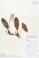 登錄號:BS03505藏品圖，第1張