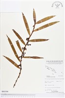 登錄號:BS03506藏品圖，第1張