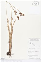 登錄號:BS03507藏品圖，第1張