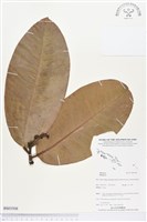 登錄號:BS03508藏品圖，第1張