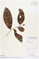 登錄號:BS03510藏品圖，第1張