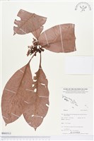 登錄號:BS03513藏品圖，第1張