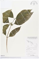 登錄號:BS03515藏品圖，第1張