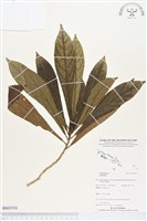 登錄號:BS03516藏品圖，第1張