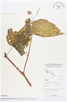 登錄號:BS03517藏品圖，第1張