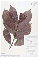 登錄號:BS03518藏品圖，第1張