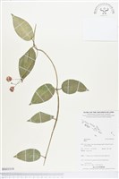 登錄號:BS03519藏品圖，第1張