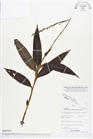 登錄號:BS03521藏品圖，第1張