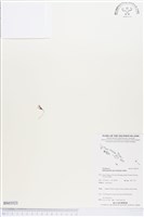 登錄號:BS03523藏品圖，第1張