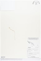 登錄號:BS03524藏品圖，第1張