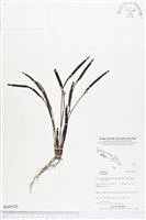 登錄號:BS03525藏品圖，第1張