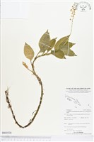 登錄號:BS03526藏品圖，第1張