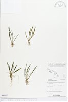 登錄號:BS03527藏品圖，第1張