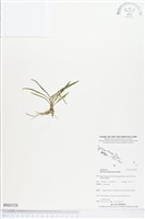 登錄號:BS03528藏品圖，第1張