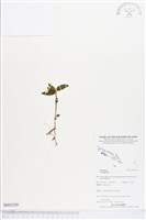 登錄號:BS03529藏品圖，第1張