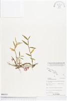 登錄號:BS03531藏品圖，第1張