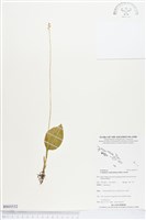 登錄號:BS03532藏品圖，第1張