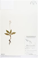 登錄號:BS03533藏品圖，第1張