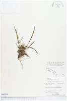 登錄號:BS03534藏品圖，第1張