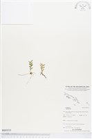 登錄號:BS03535藏品圖，第1張